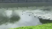 水獭打群架